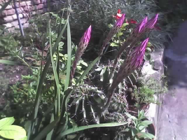 10-08-07_1651; cactusi
