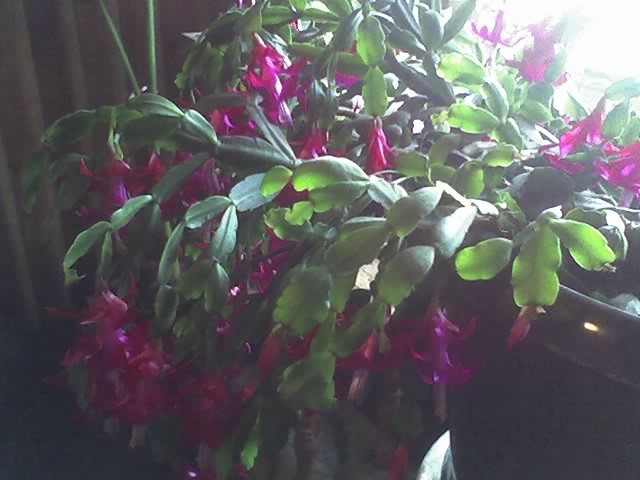 11-01-08_1637; craciunita
