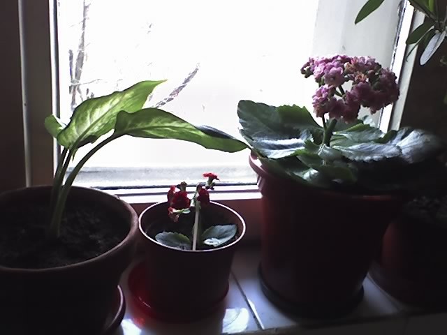 11-03-07_1137; kalanchoe
