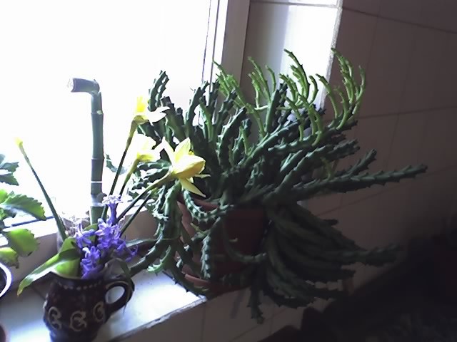 11-03-07_1138; stapelia
