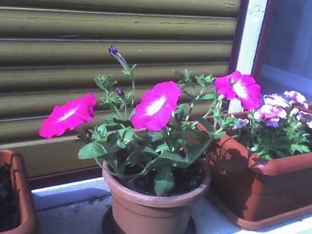 11-05-08_1702; petunii
