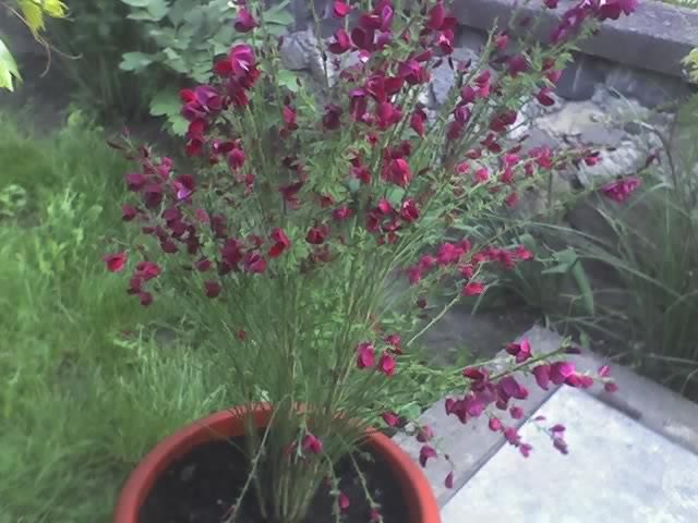 11-05-08_1703; cytissus
