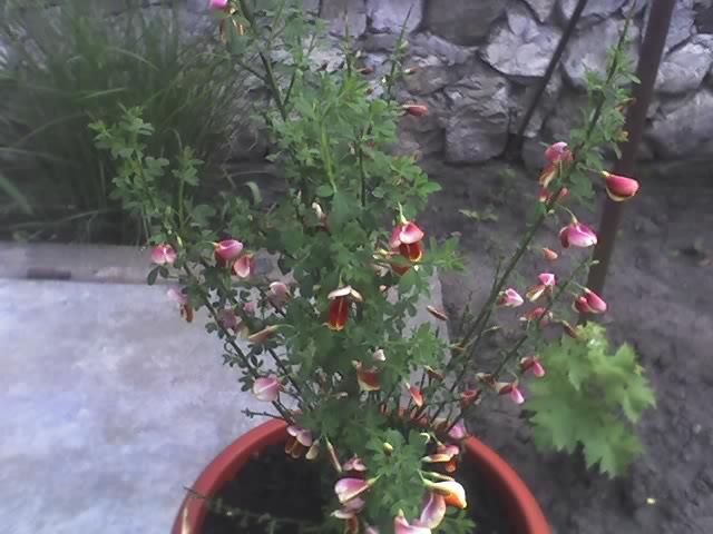 11-05-08_1704 - flori si diverse