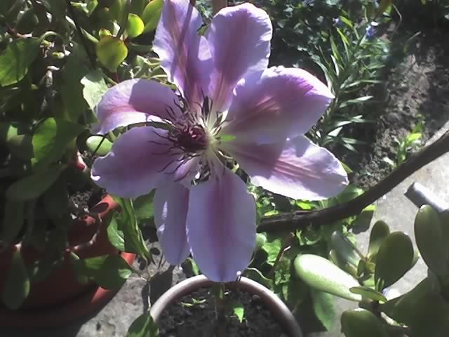 13-05-08_1642 clematis