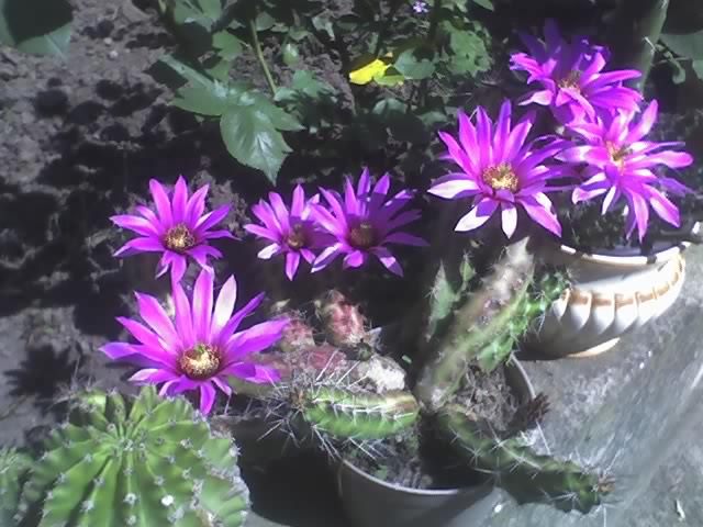 24-06-08_1613; cactus in floare
