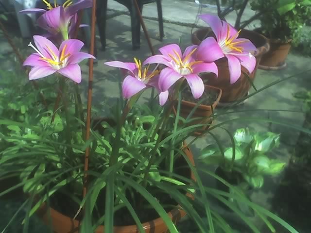 24-07-10_1026; zephiranthes
