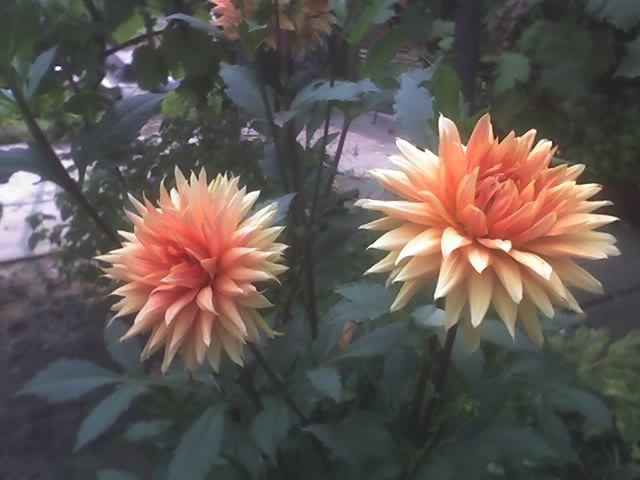 24-07-10_1028; dalie
