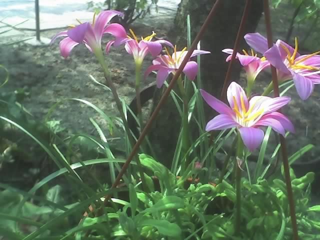 24-07-10_1029; zephiranthes
