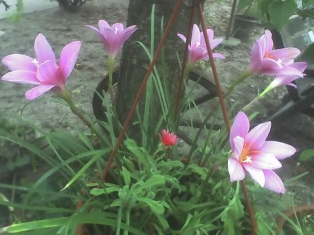 24-07-10_1856; zephiranthes
