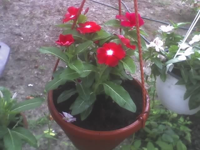 24-07-10_1857 vinca; vinca rosea
