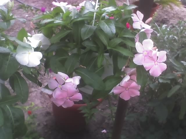 24-07-10_1858; vinca curgatoare
