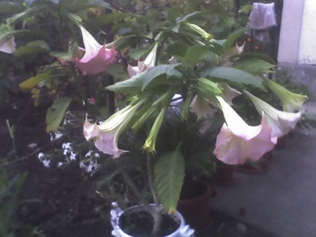 25-08-08_2036; brugmansia roz
