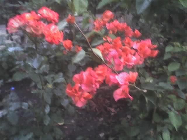 25-08-08_2037 bungavillea; floarea de hartie
