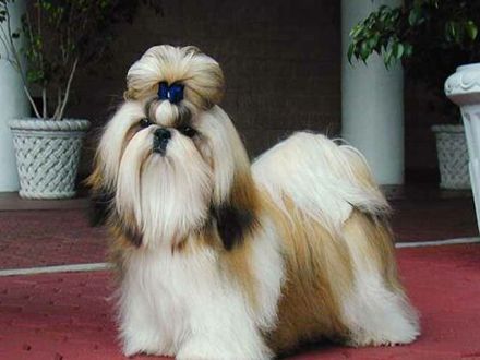 440x330_016190-shih-tzu