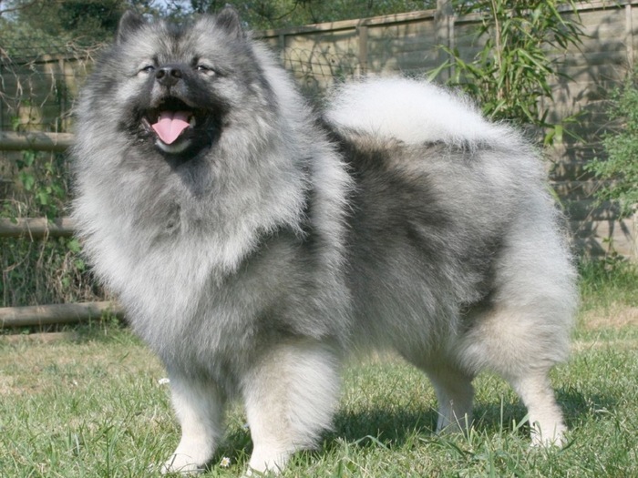 keeshond-02 - poze