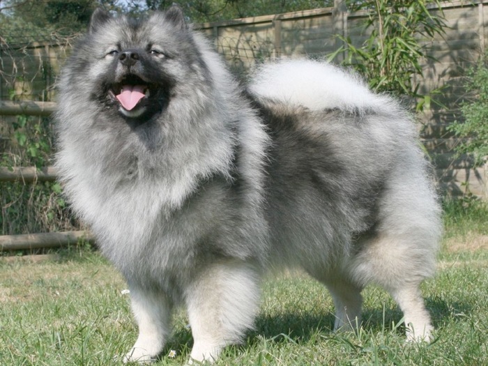 keeshond-02