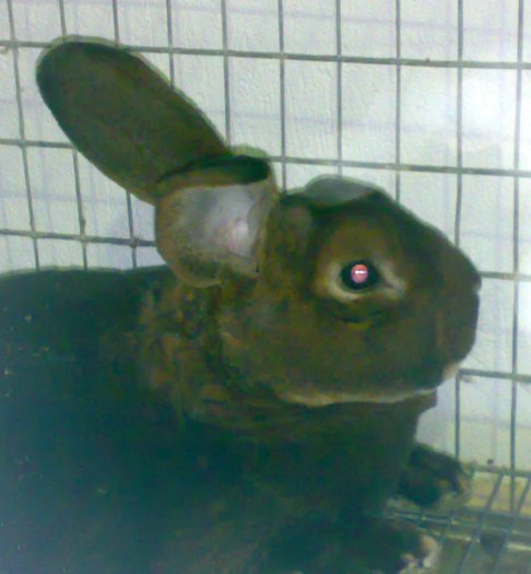 Castor rex