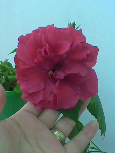 08.11.2010 - flori - trandafir chinezesc