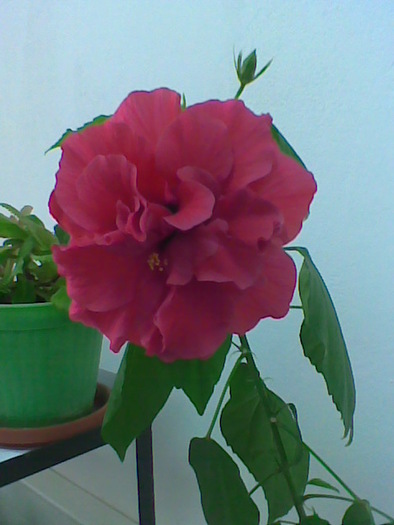 08.11.2010 - flori - trandafir chinezesc