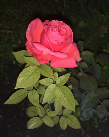 acesta e pus in decembrie 2009,in nov 2010 a binevoit sa infloreasca