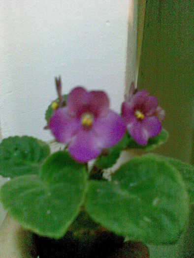 08112010(006) - violete