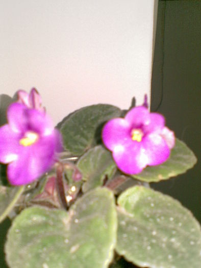 08112010(002) - violete