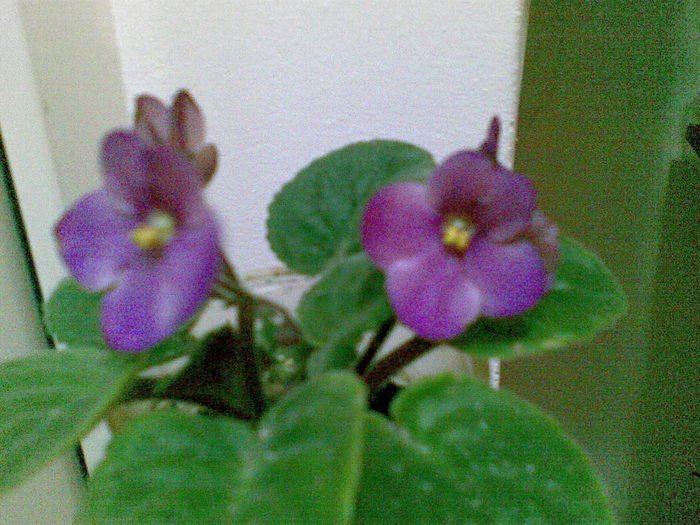 08112010(005) - violete