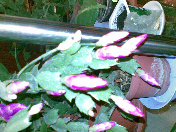 08112010(001) - SCHLUMBERGERA