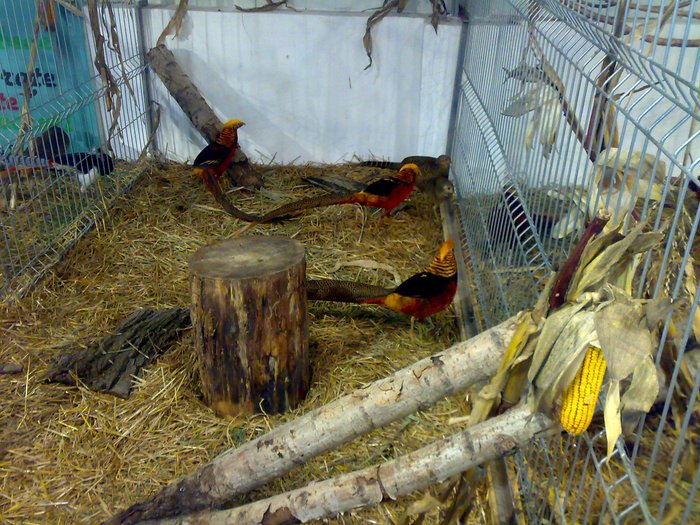 Fazani aurii - Cupa Dunarii Galati nov 2010