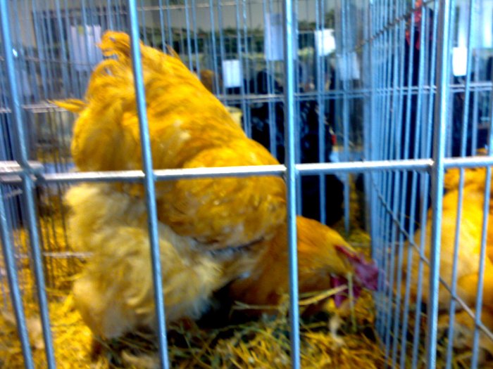 Cochinchina galben
