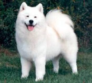 samoyed - my favorite dogs