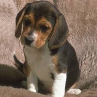 beagle - my favorite dogs