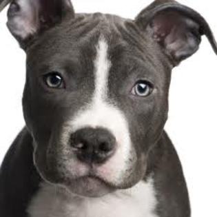 pitbull terier - my favorite dogs