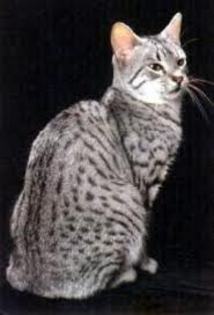 pisica egipteana - my favorite cats