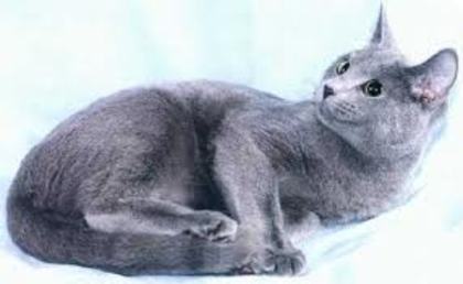 pisica albastru de rusia