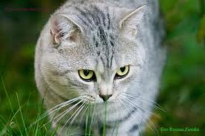 pisica brithis short hair - my favorite cats