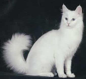 angora turceasca