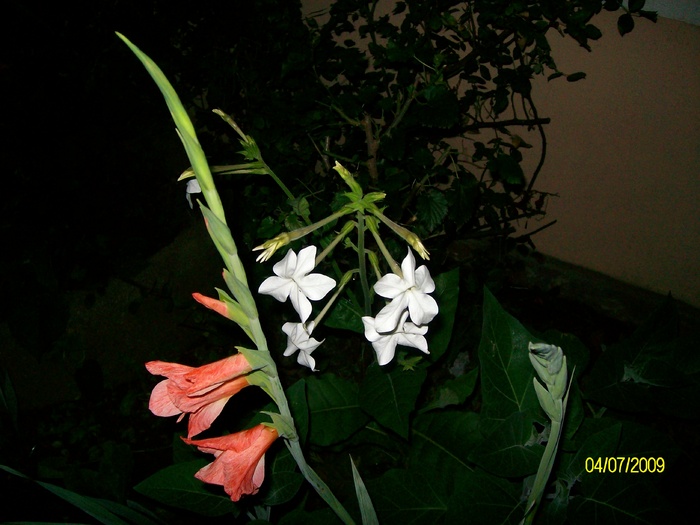 SANY4055 - flori vara
