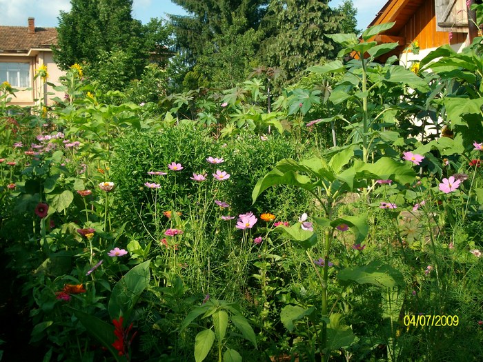SANY3909 - flori vara