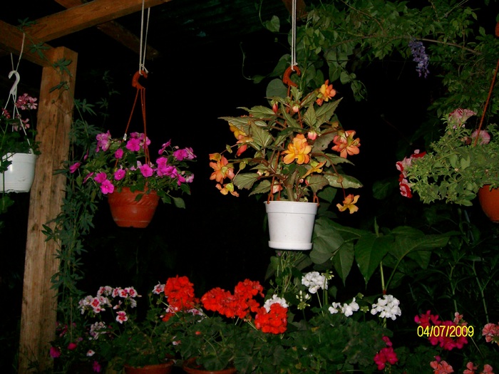SANY4015 - flori vara