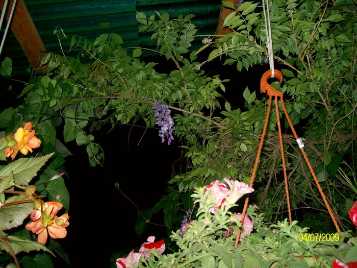 SANY4016 - flori vara