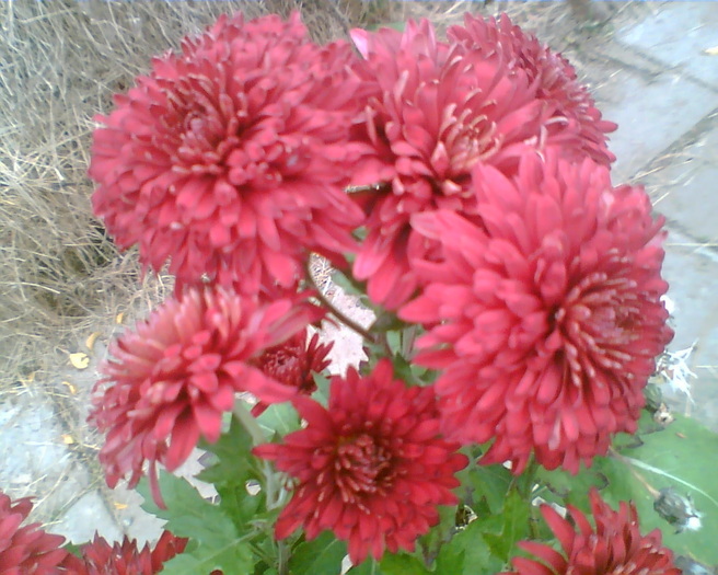 Imag011 - Crizanteme si tufanele