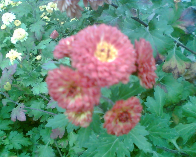 Imag013 - Crizanteme si tufanele