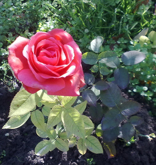 tot el,ziua_e diferit de tot ce am in momentul asta