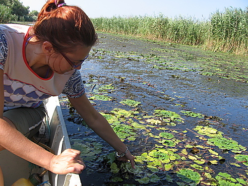 nuferi in delta - bratul Chilia-Veche