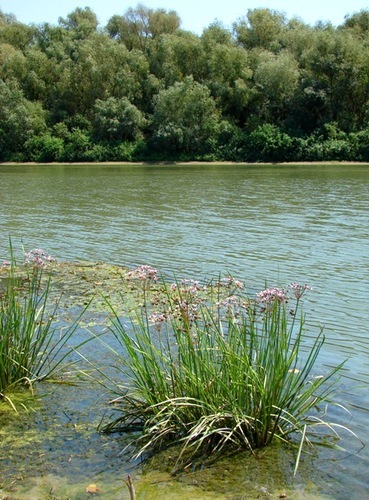 peisaj - bratul Chilia-Veche