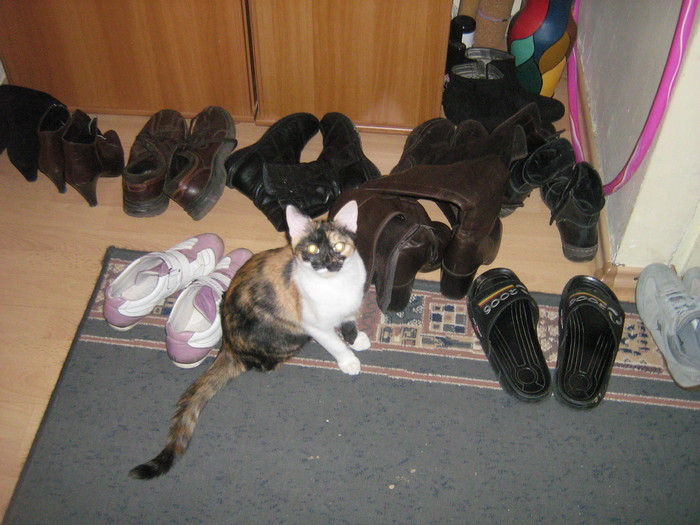 Stau langa pantofi!!! - pisica mea SASSY