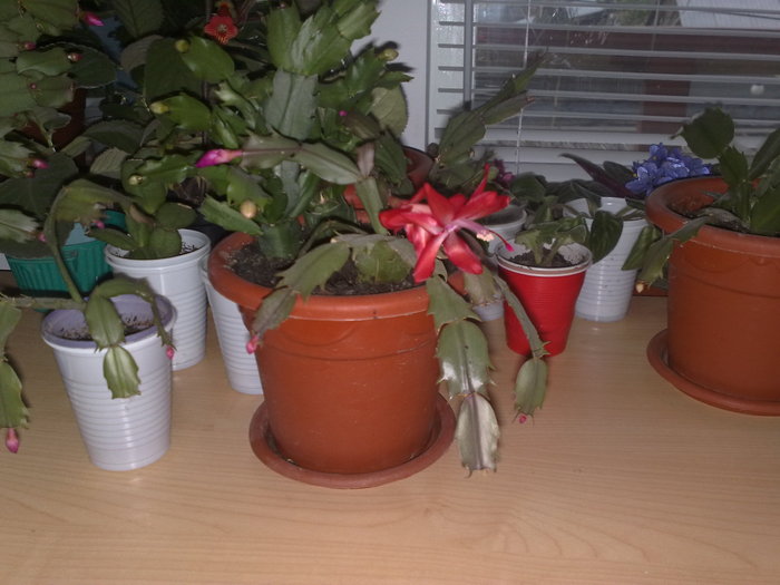 42 - Schlumbergera si Rhipsalidolis