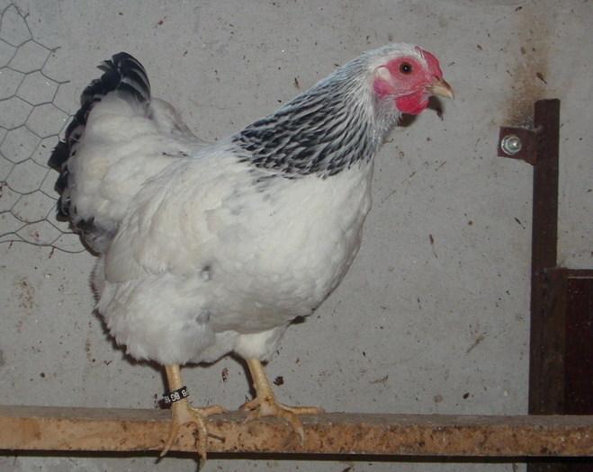 IMG_2449; columbian Wyandotte bantam
