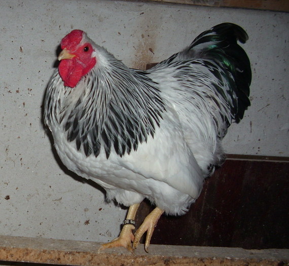 IMG_2478; columbian Wyandotte bantam
